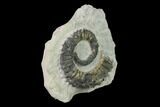 Aegocrioceras Ammonite In Limestone - Germany #139144-2
